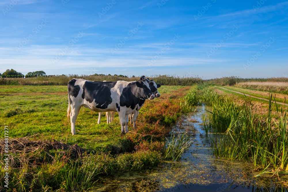 Young cows in a grassy meadow at the side of a ditch on a sunny day Young cows in a grassy meadow at the side of a ditch on a sunny day