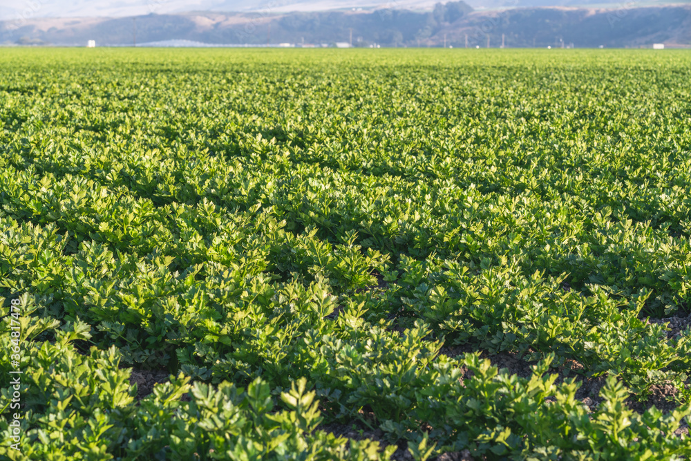 Agricultural field of celery plants at sunset, California