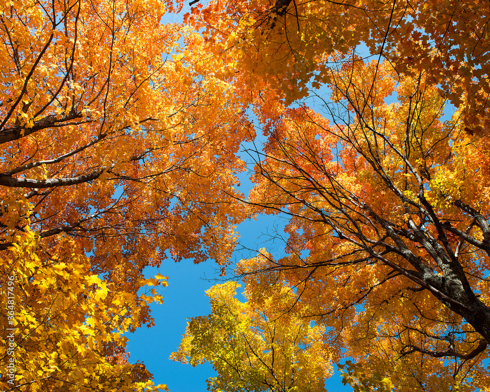 Scenery autumn landscape stock photos. Landscape autumn photos of trees towards the sky. Blue sky. Scenery autumn landscape stock photos. Landscape autumn photos of trees towards the sky. Blue sky.
