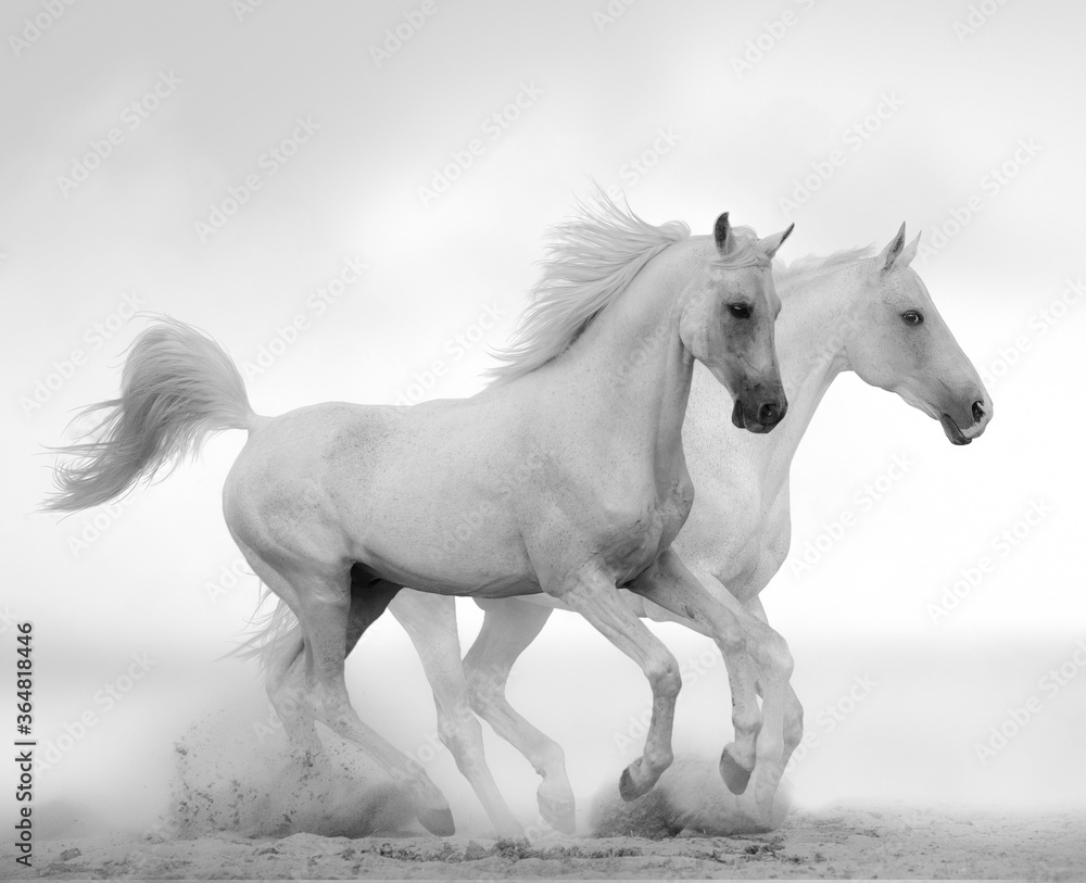 Fototapeta White stallion running gallop