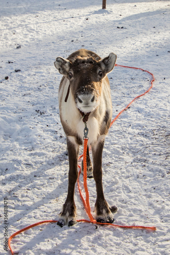 Reindeer Caribou - Rangifer tarandus - Lapland photo