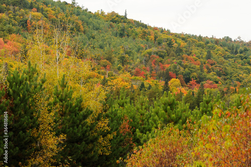 Fototapeta Naklejka Na Ścianę i Meble -  Scenery of Autumn landscape stock photos.  Autumn scenery with multicolor trees with a gray sky.