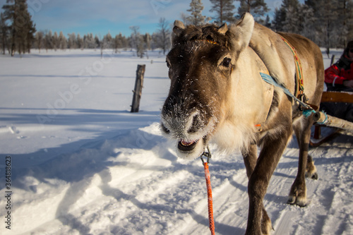 фотографія Reindeer Caribou - Rangifer tarandus - Lapland