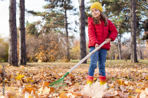 A little cute girl of 5-6 years old in red jacket raking in pile of autumn maple leaves in the backyard on  Sunny fall day. Help cleaning up the fallen leaves.
