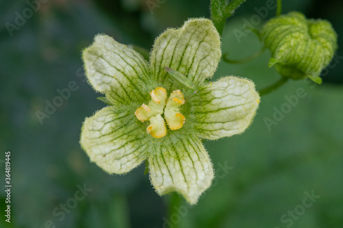 Macro shot of a white bryony (bryonia alba) flower photo