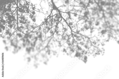 Abstract Summer shadow of branch and leaves on a white background