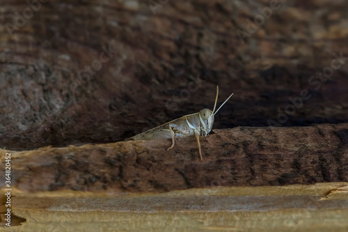 Locust hiding in wooden boards. Macro photo. Wood texture. Insect close up. The body structure of the locust. Gray-brown locust. Pest of crops. Gray grasshopper. Bokeh