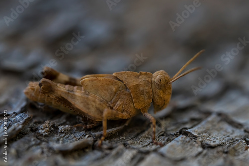 Locust Macro photo. Insect (lat. Dociostaurus moroccanus) close-up. The body structure of the locust. The texture of the surface of the insect. Gray-brown locust. Pest of crops. Gray grasshopper.Bokeh