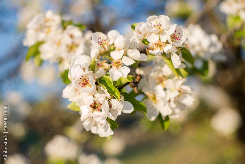 Birnenblüte im Frühlingshaften Sonnenlicht