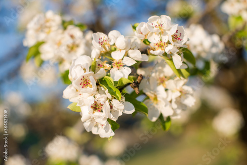 Birnenblüte im Frühlingshaften Sonnenlicht © naglsimon