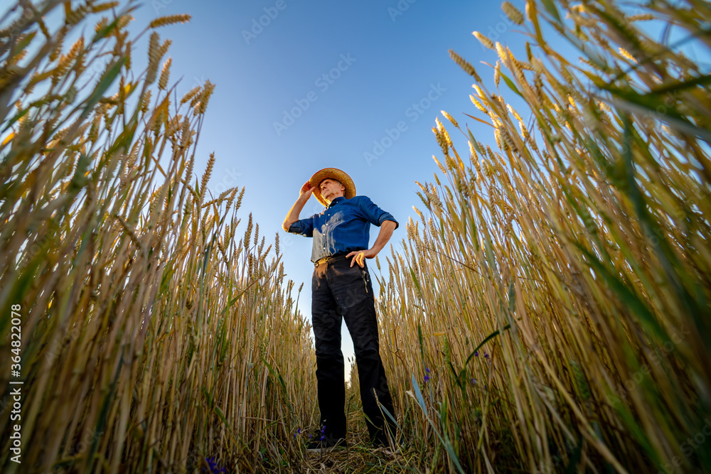 Selective focus on man standing in rape wheat field. Harvest season. - obrazy, fototapety, plakaty 