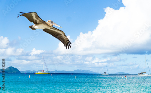 Pelican Over British Virgin Islands