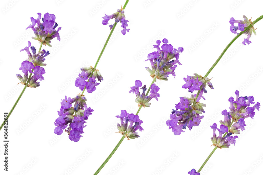 Fototapeta premium lavender flowers isolated on white background. top view