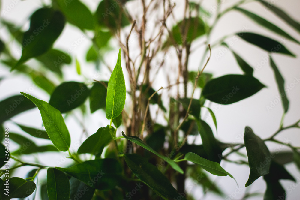 Obraz premium Simple minimalist photo of ficus benjamina natasja with green leaves