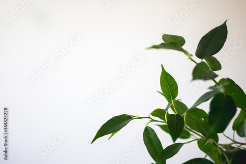 Simple minimalist photo of ficus benjamina natasja with green leaves