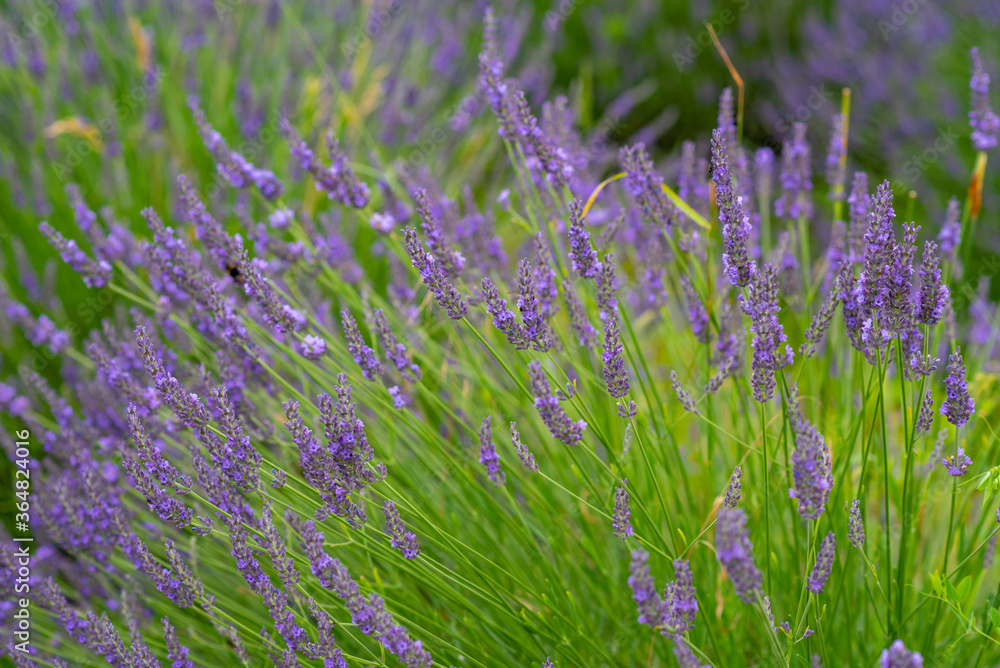 Obraz premium Lavender flower blooming scented fields as nature background, Czech republic