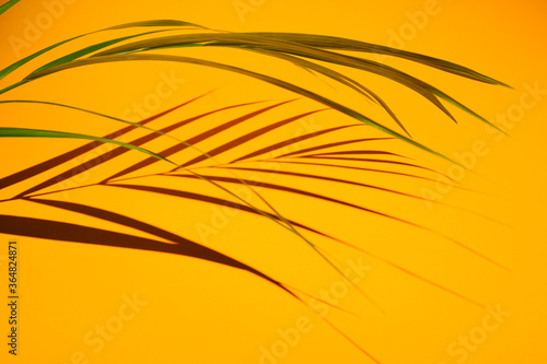 shadow from palm tree branch on a yellow background. High quality photo