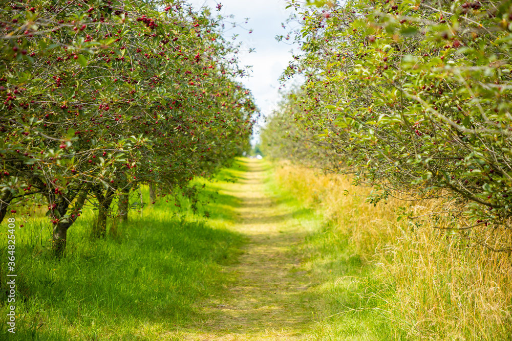 A photo of beautiful cherry trees with cherries in orchard, Czech republic A photo of beautiful cherry trees with cherries in orchard, Czech republic