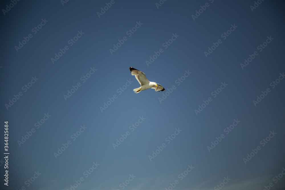 Single sea gull flying against background of blue sky above the water Single sea gull flying against background of blue sky above the water