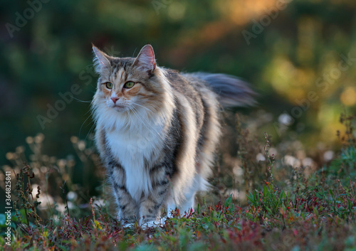 Konstfotografi A tortoiseshell norwegian forest cat in meadow