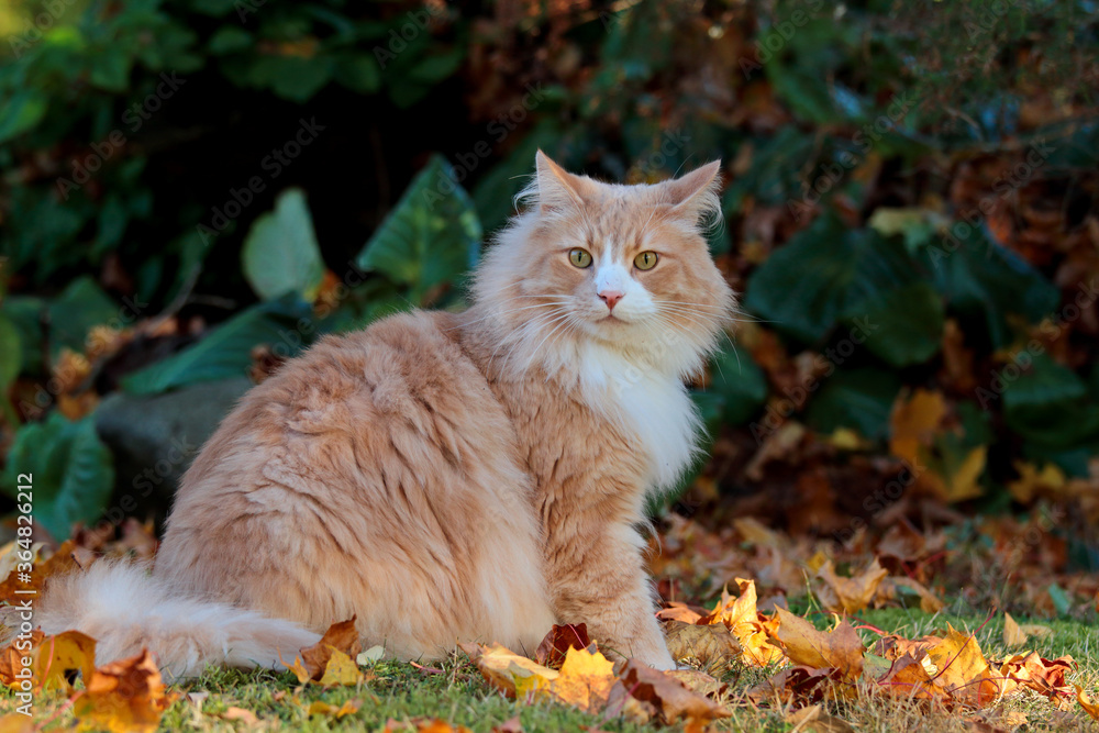 A norwegian forest cat male sitting in  autumnal garden with yellow leaves