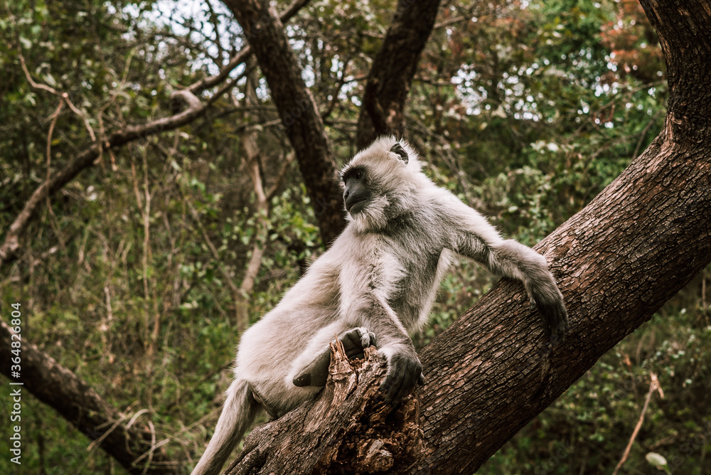 Obraz premium big gray monkey sits on a tree in the forest