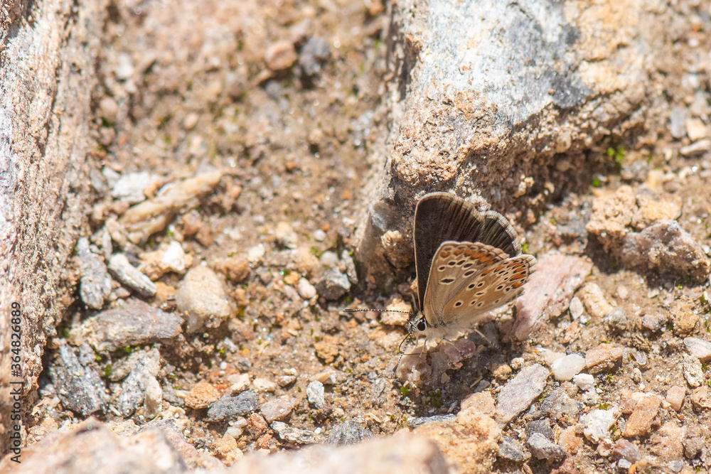 butterfly on the ground butterfly on the ground