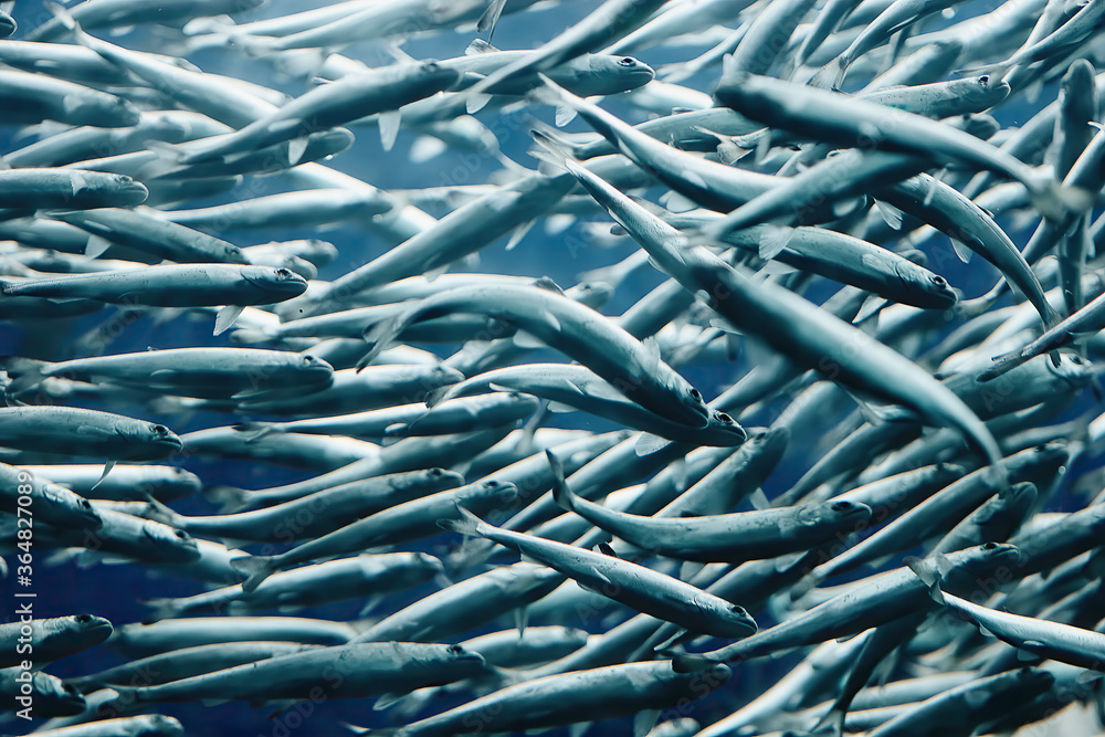 School of fish in sea School of fish in sea