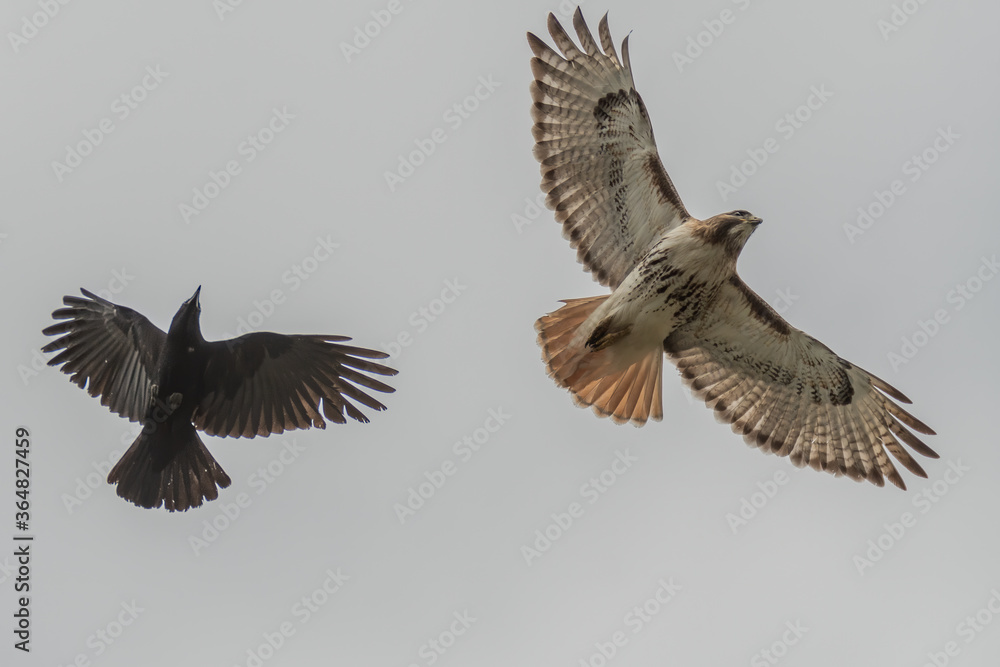 Fototapeta premium red tailed hawk
