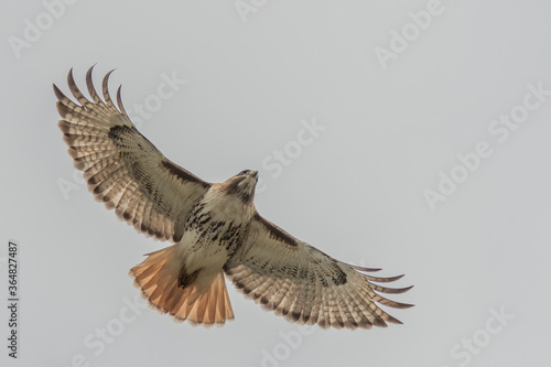 Tableau sur toile red tailed hawk