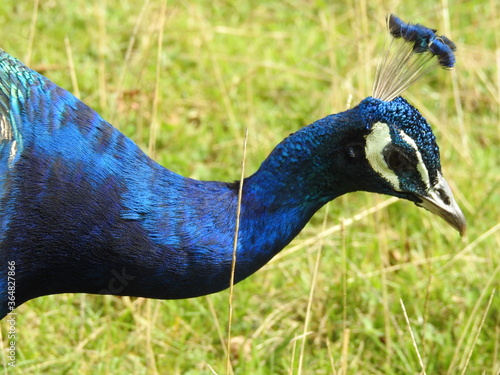 Peacock closeup
