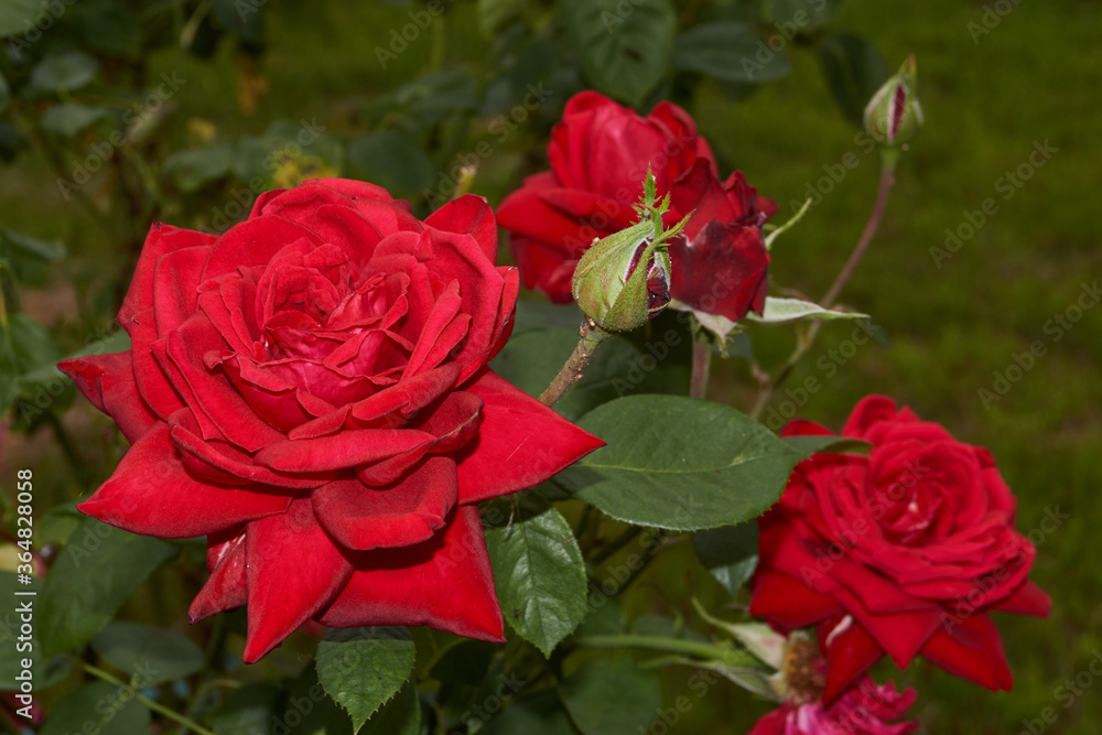 Summer. Roses blossomed in the garden of a country house. Summer. Roses blossomed in the garden of a country house.