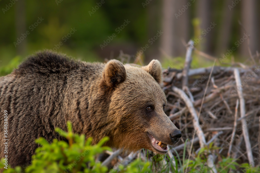 Wild brown bear in natural habibat. Brown bear in nice forest. Ursus arctos,close up.Wildliffe photography in the slovak country (Tatry) Wild brown bear in natural habibat. Brown bear in nice forest. Ursus arctos,close up.Wildliffe photography in the slovak country (Tatry)