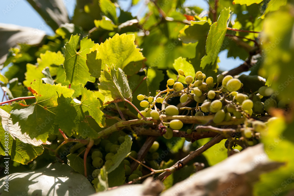 green grapes on a branch against a blue sky