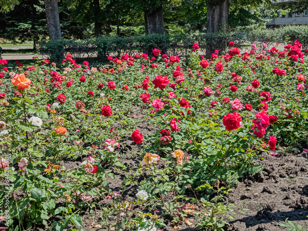 A Lawn in A Park in Odessa Is Decorated with Roses On a Bright Sunny Day