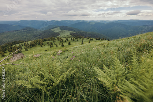 A herd of sheep standing on top of a lush green field