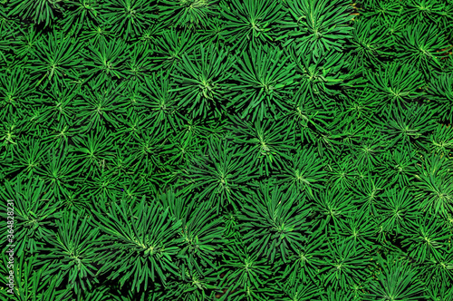 Green background sedum (thin), also known as stonecrop. Unusual coniferous texture