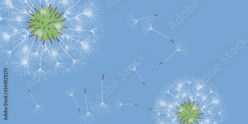 Dandelion background.