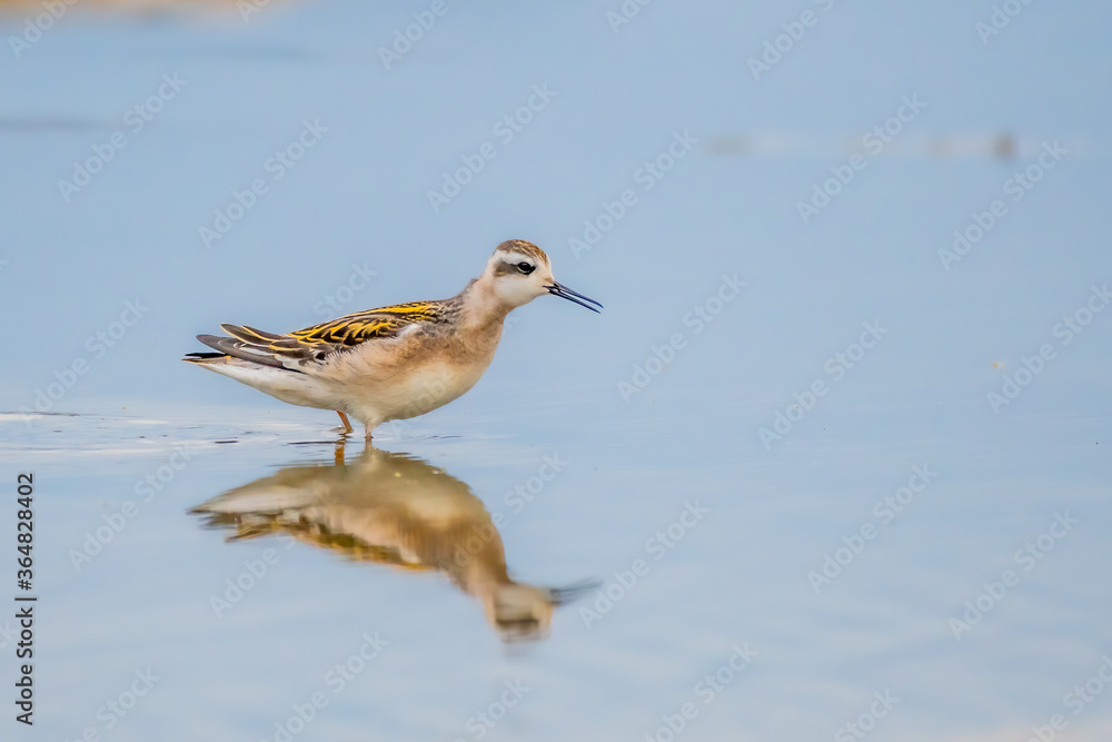 Obraz premium red-necked phalarope