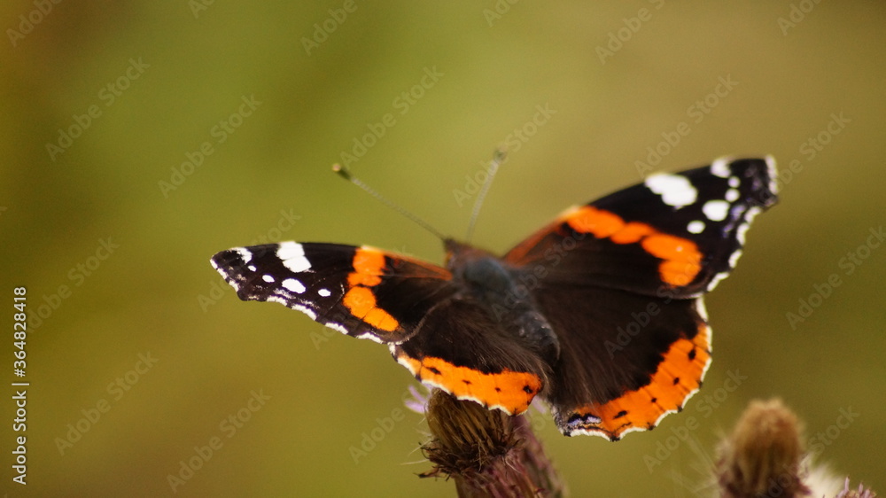 Red Admiral butterfly Red Admiral butterfly