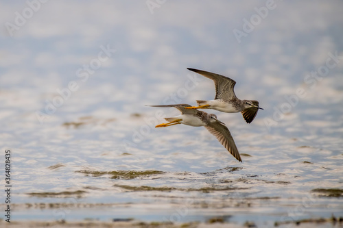 lesser yellowlegs