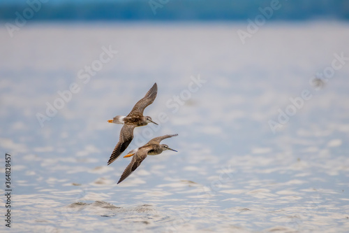 Canvas Print lesser yellowlegs