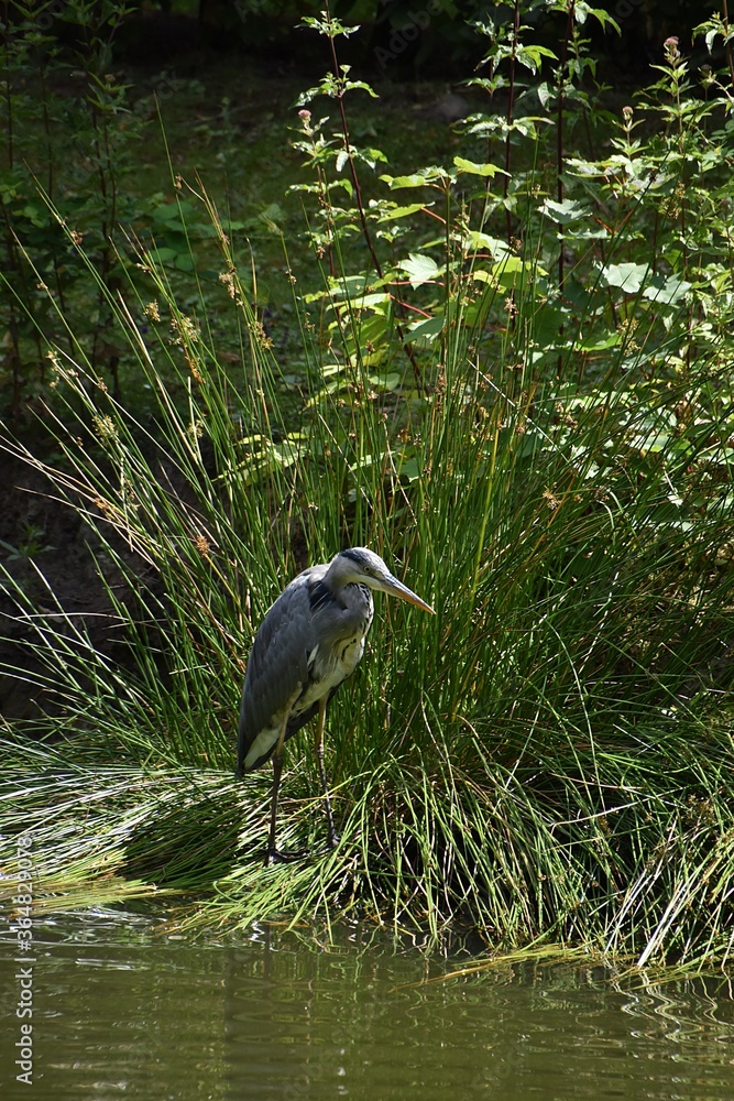 Naklejka premium czapla nad stawem