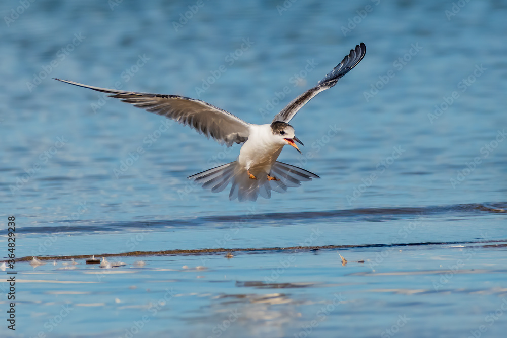 Fototapeta premium juvenile common tern