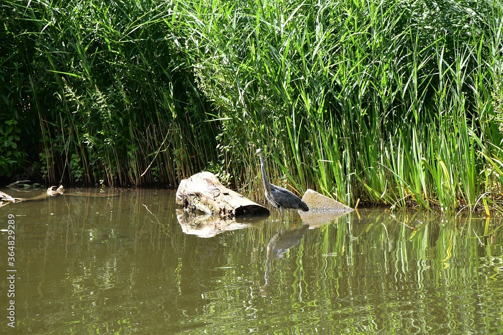 Obraz premium czapla nad stawem