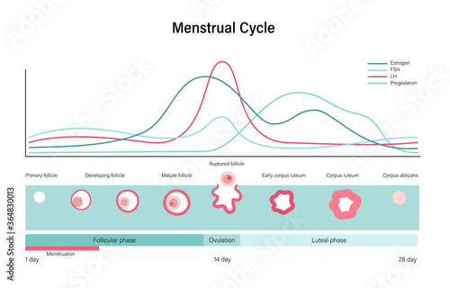 Reproductive system concept