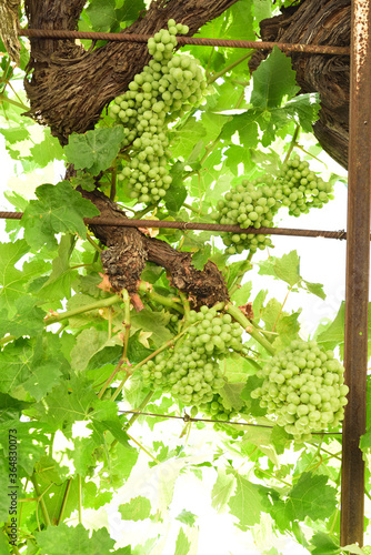 Green grapes in a vine hanging on the facade of a house in southern Spain