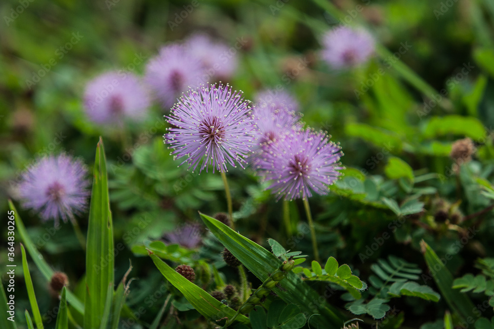 Pequenas flores rasteiras e campestres na cor lilás. Pequenas flores rasteiras e campestres na cor lilás.