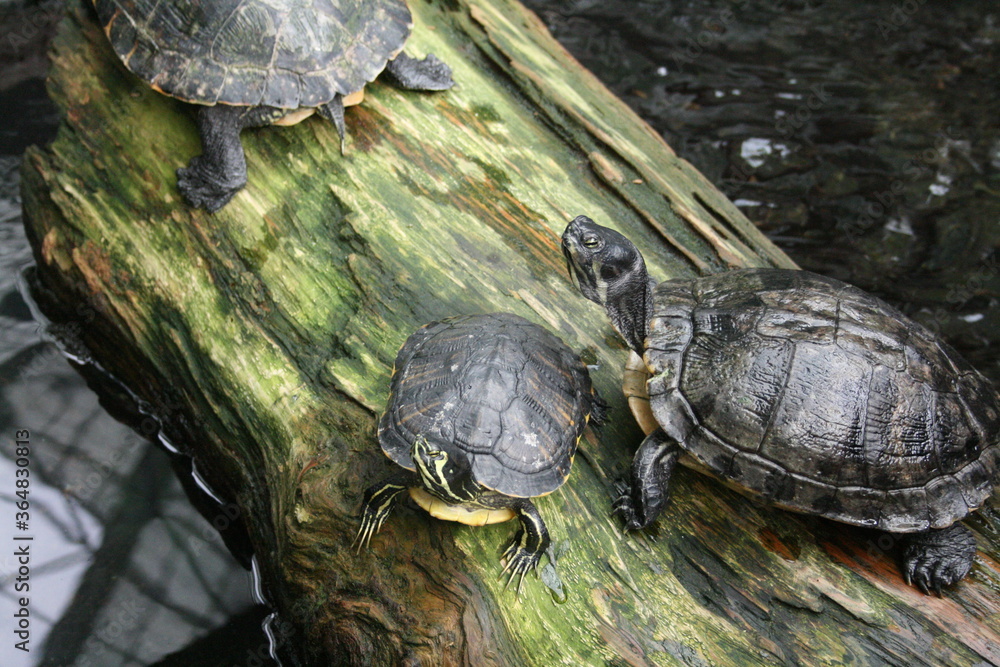 Fototapeta premium Turtles in aquarium in North Carolina 2008