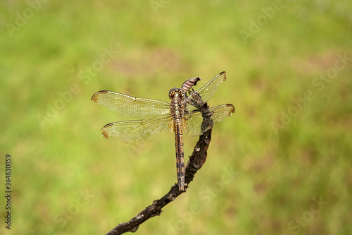 Libélula com asas abertas em graveto seco e gramado verde ao fundo.